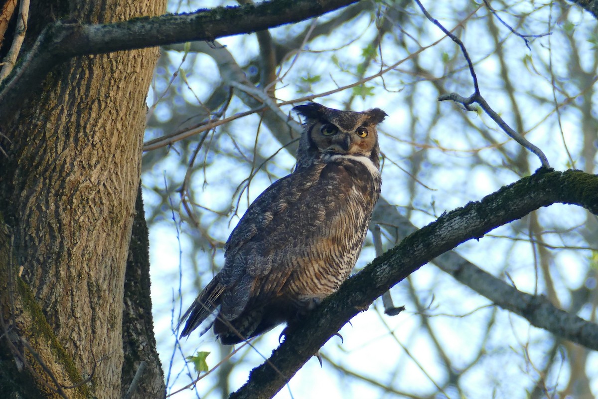 Great Horned Owl - ML617587879