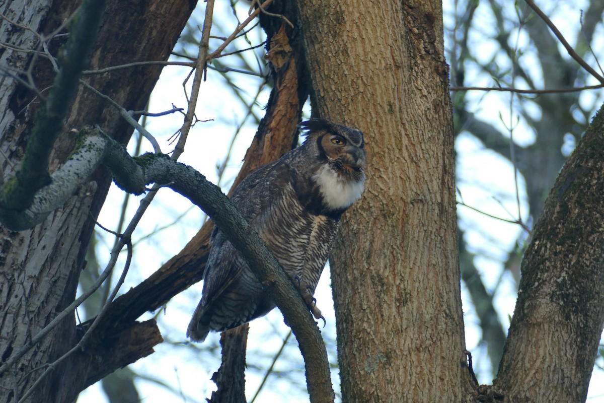 Great Horned Owl - James Baker