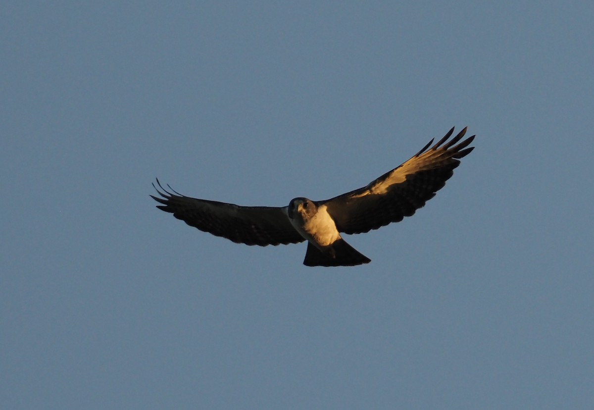 Short-tailed Hawk - ML617587909