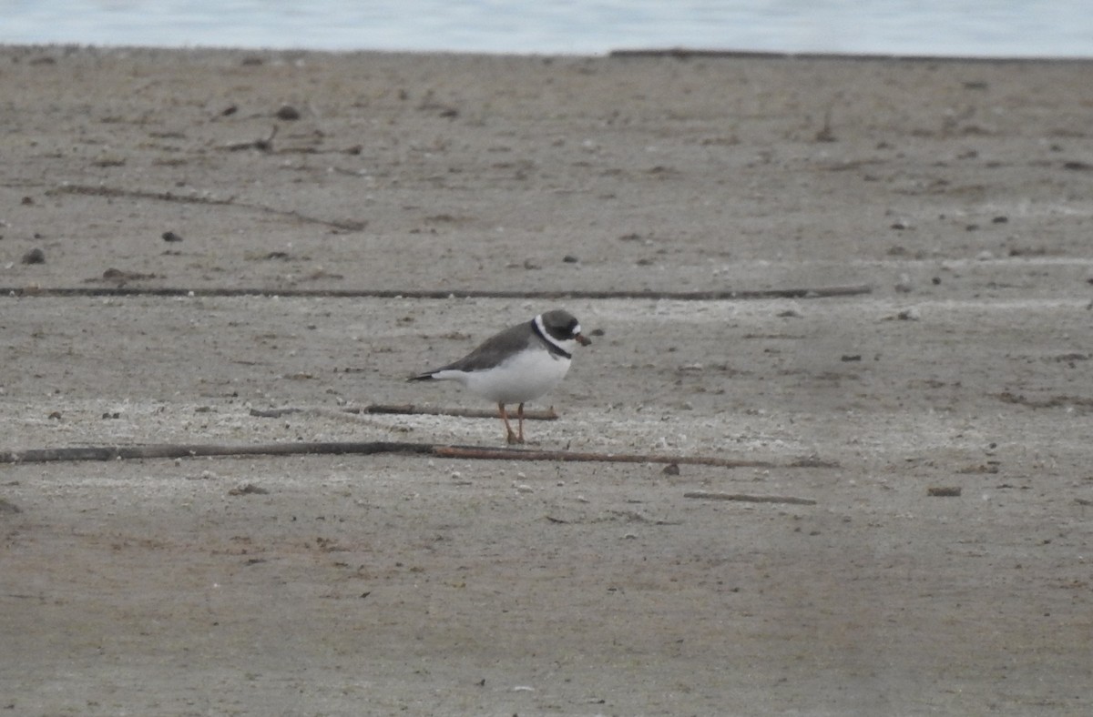 Semipalmated Plover - Chris Dean