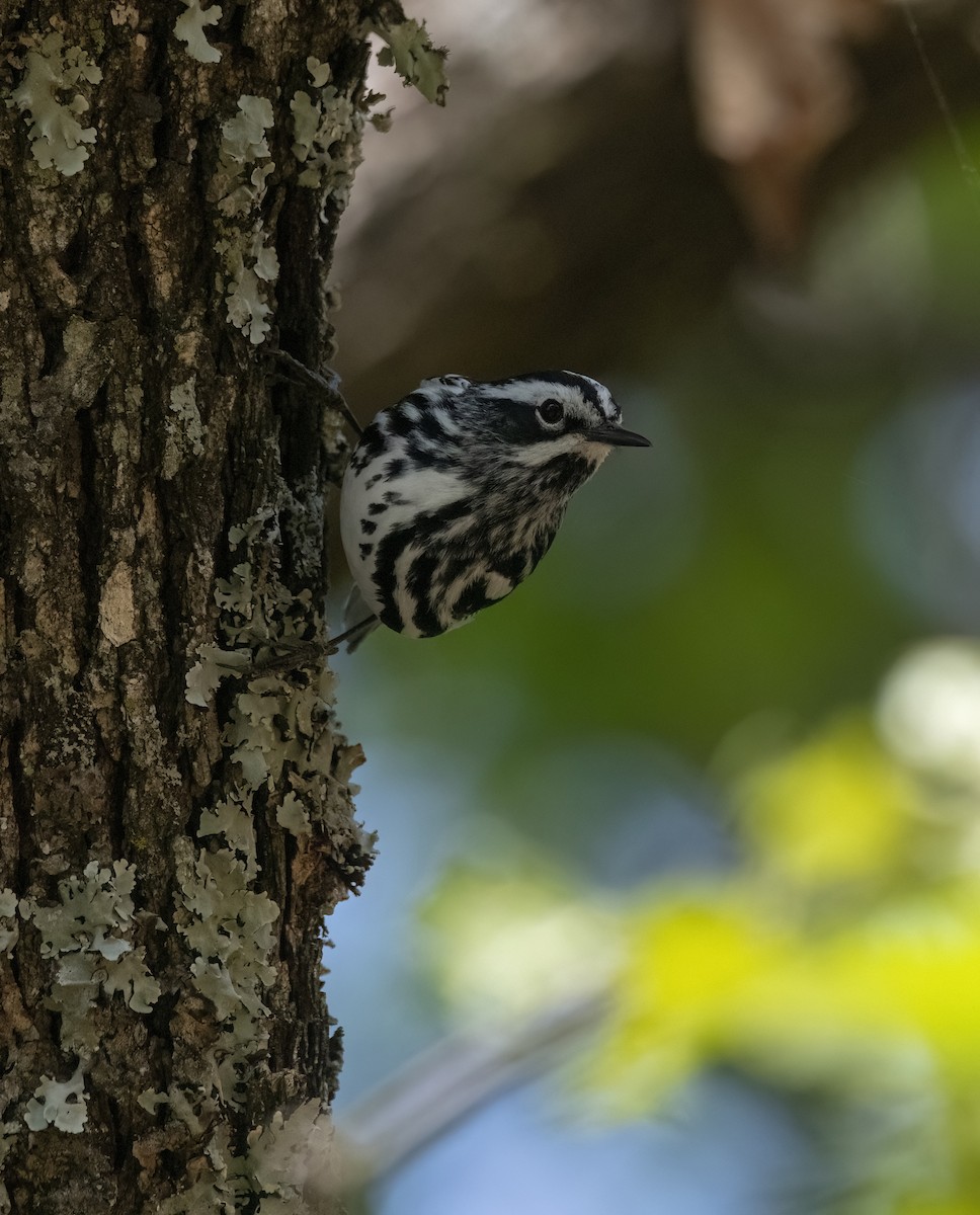Black-and-white Warbler - ML617587962