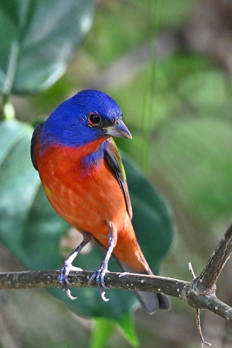 Painted Bunting - ML617587973