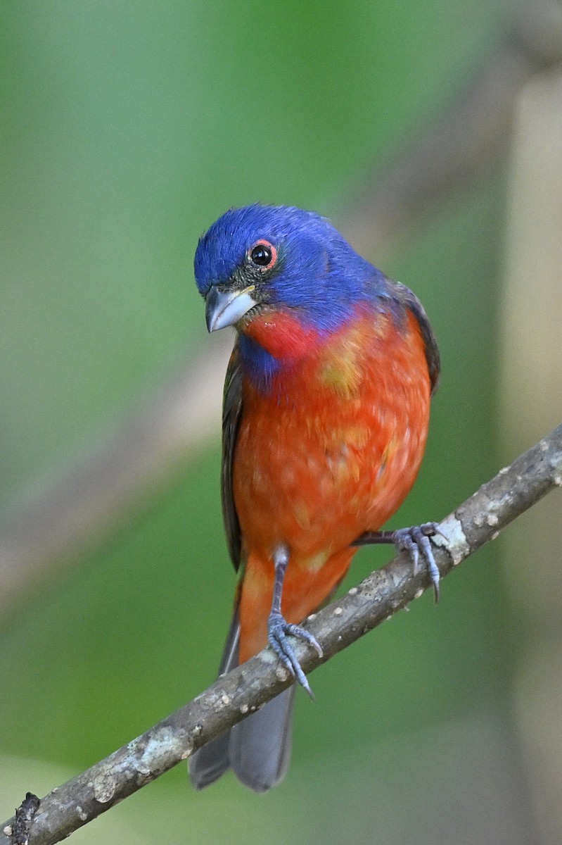 Painted Bunting - ML617587975