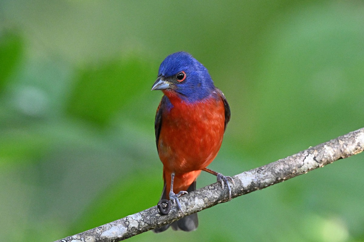 Painted Bunting - ML617587976