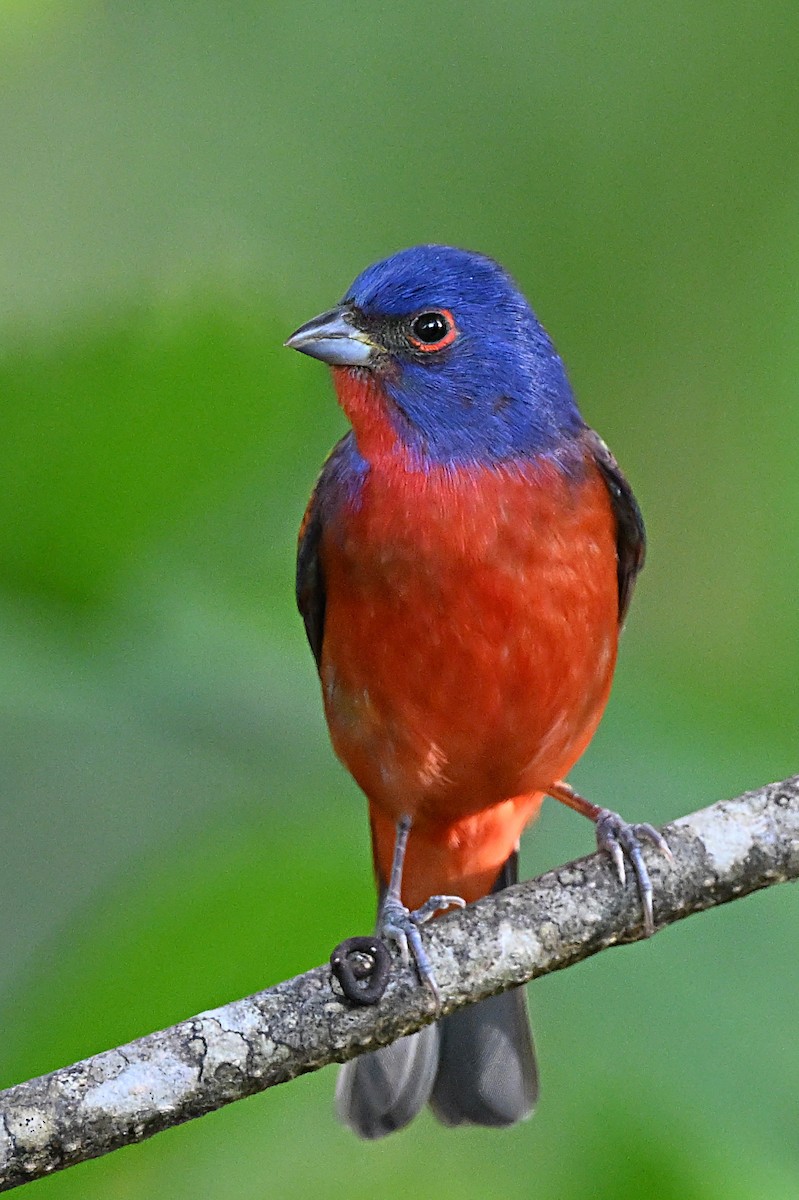 Painted Bunting - ML617587977