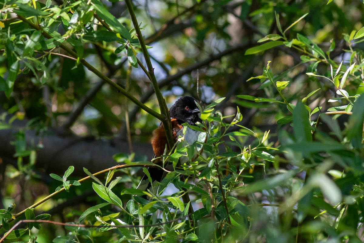 Spotted Towhee - ML617588016