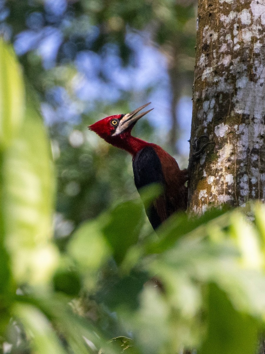 Red-necked Woodpecker - ML617588040