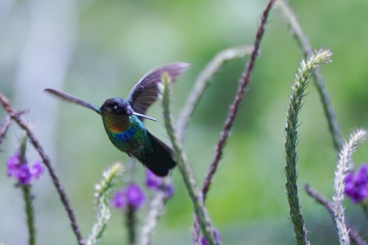 Fiery-throated Hummingbird - Teylor Redondo
