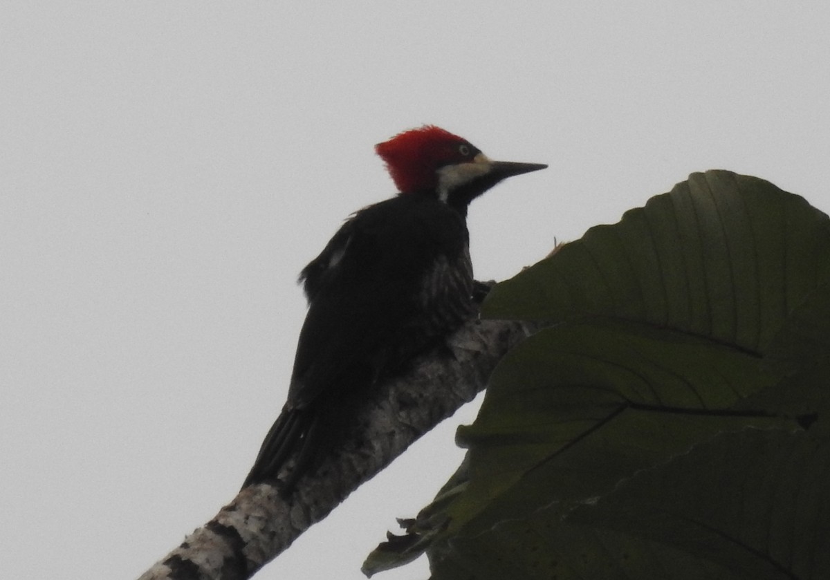 Lineated Woodpecker - Julio P