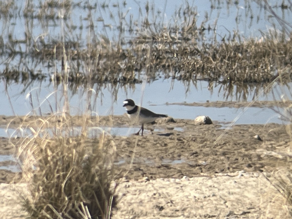 Semipalmated Plover - ML617588180