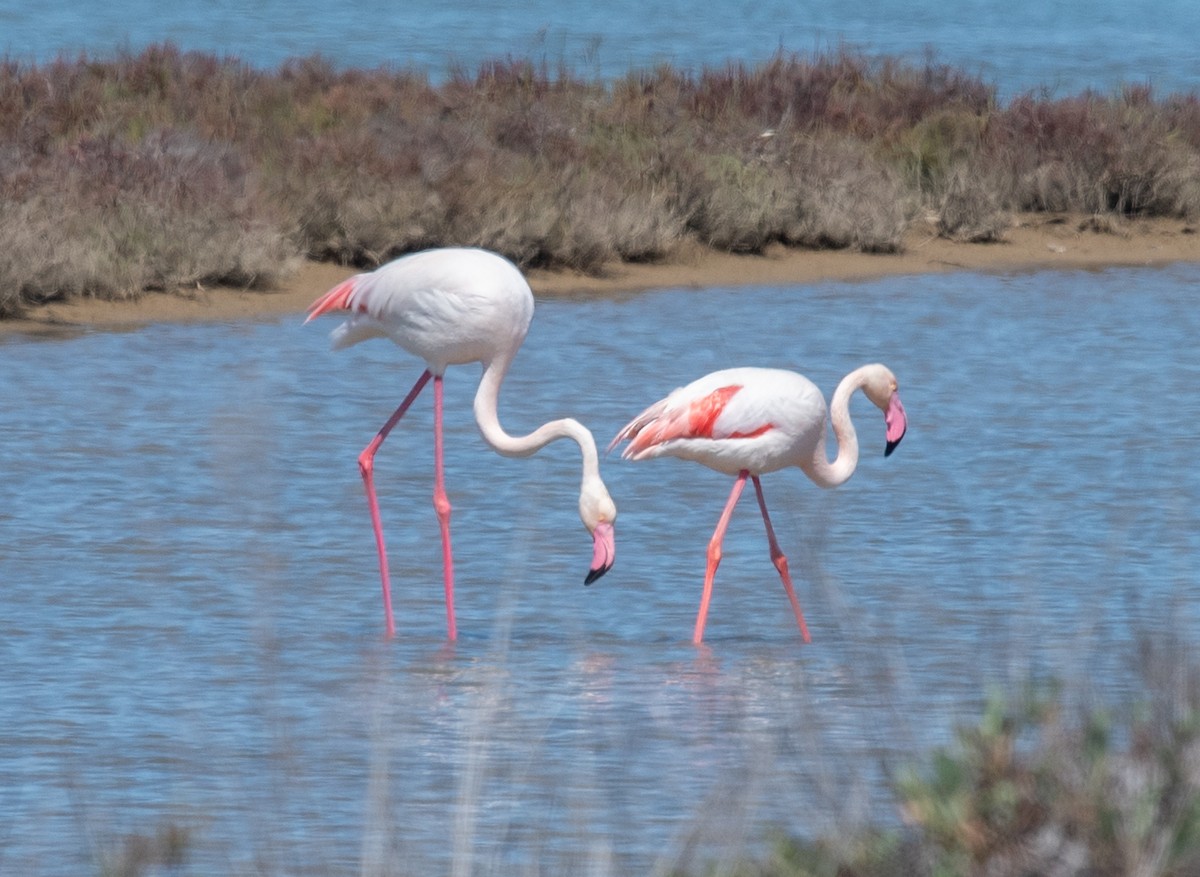 Greater Flamingo - ML617588182