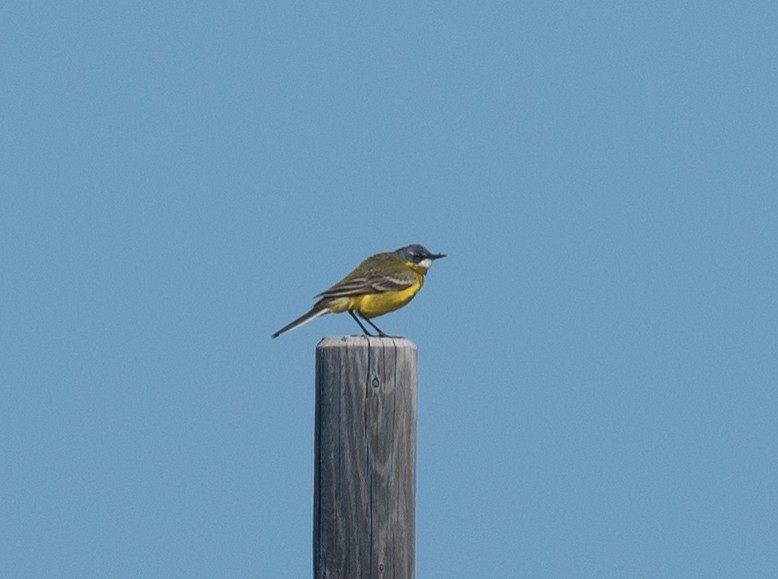 Western Yellow Wagtail (iberiae) - Clive Harris