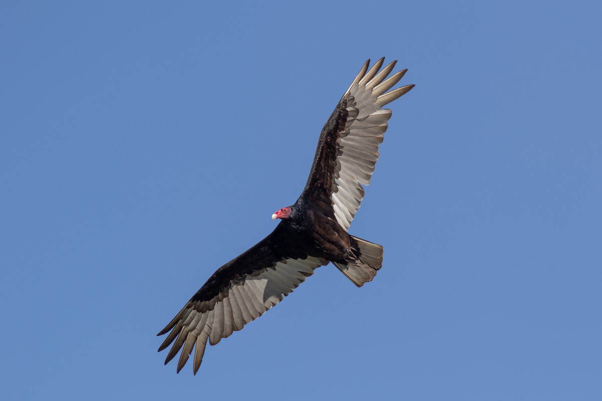 Turkey Vulture - Anna Thaenert