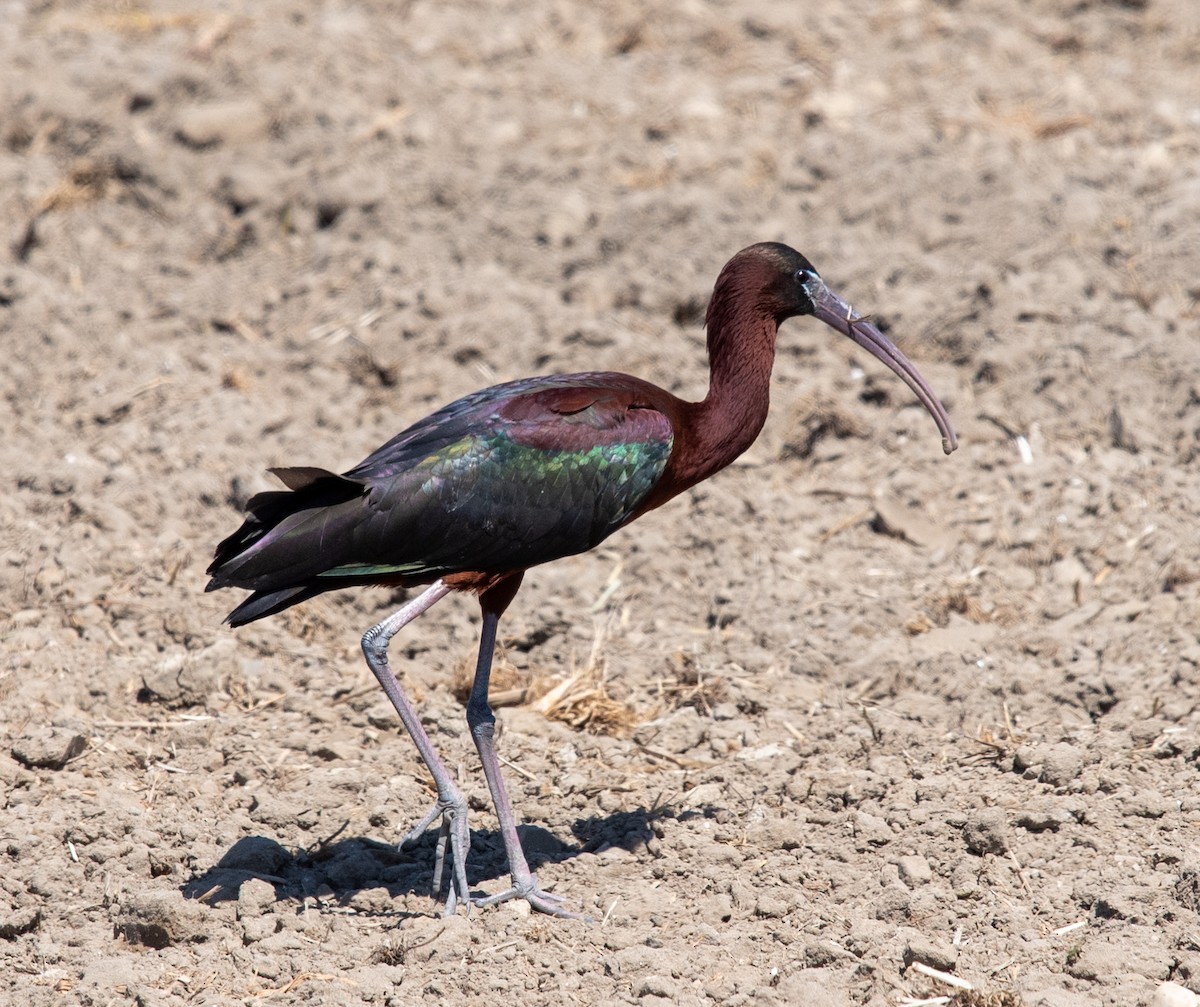Glossy Ibis - Clive Harris
