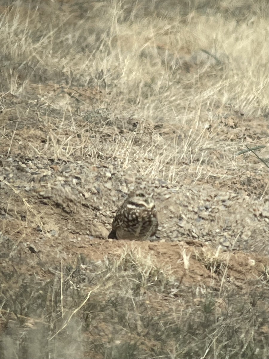 Burrowing Owl - ML617588264