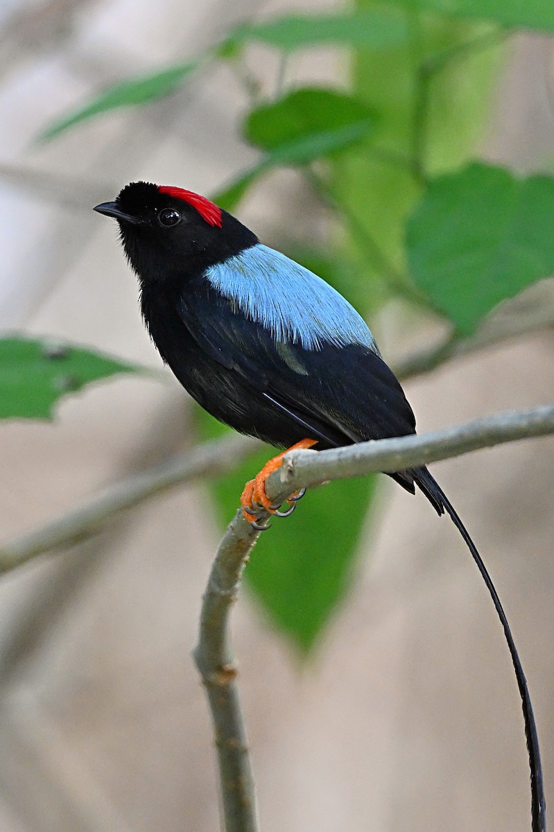 Long-tailed Manakin - André Lanouette