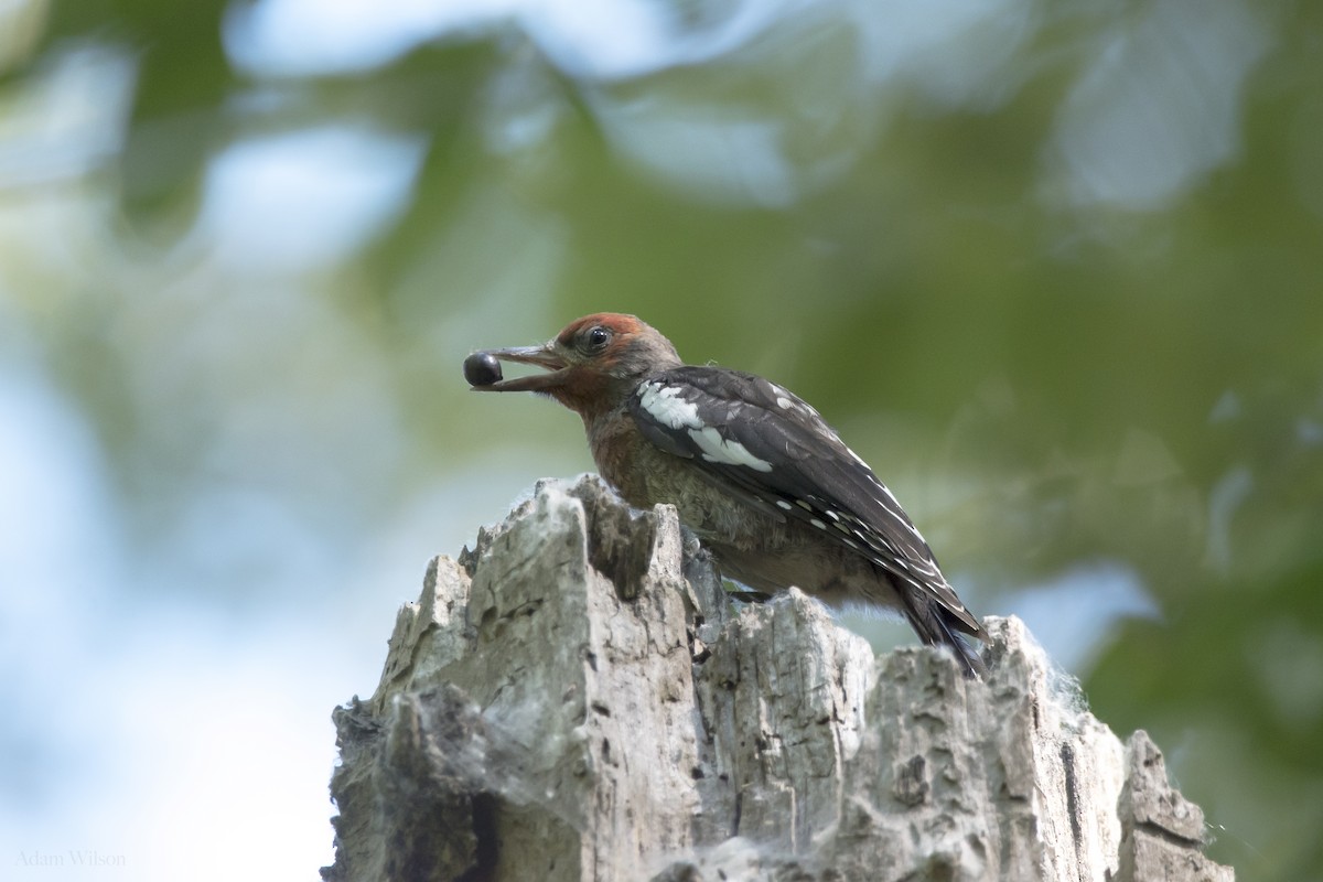 Red-breasted Sapsucker - ML617588296