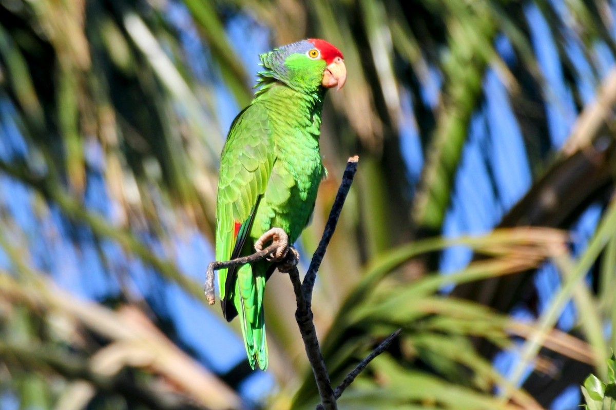Red-crowned Parrot - ML617588330