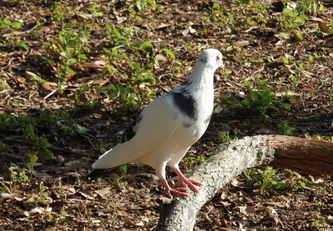Rock Pigeon (Feral Pigeon) - Denise Rychlik