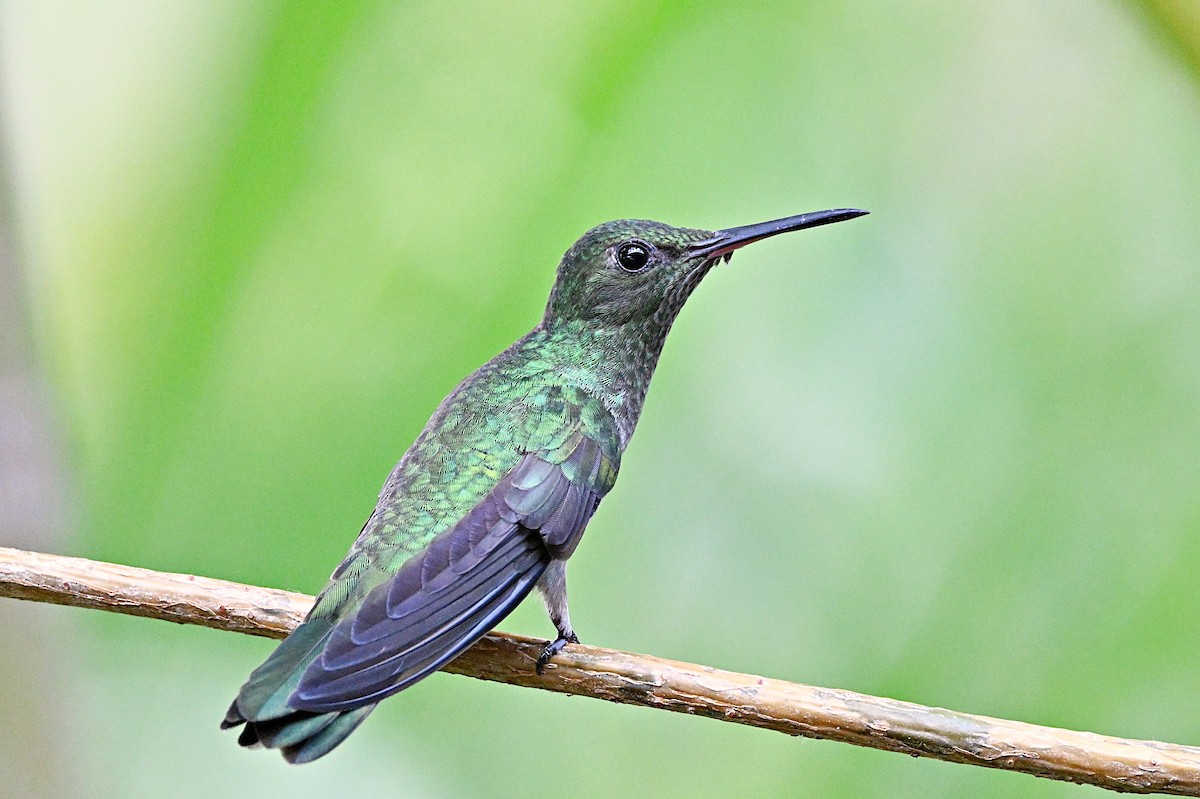 kolibřík skvrnitoprsý - ML617588403