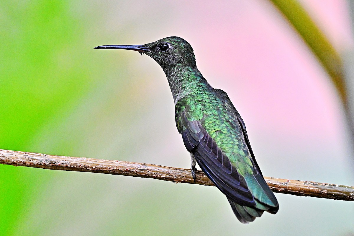 Scaly-breasted Hummingbird - André Lanouette