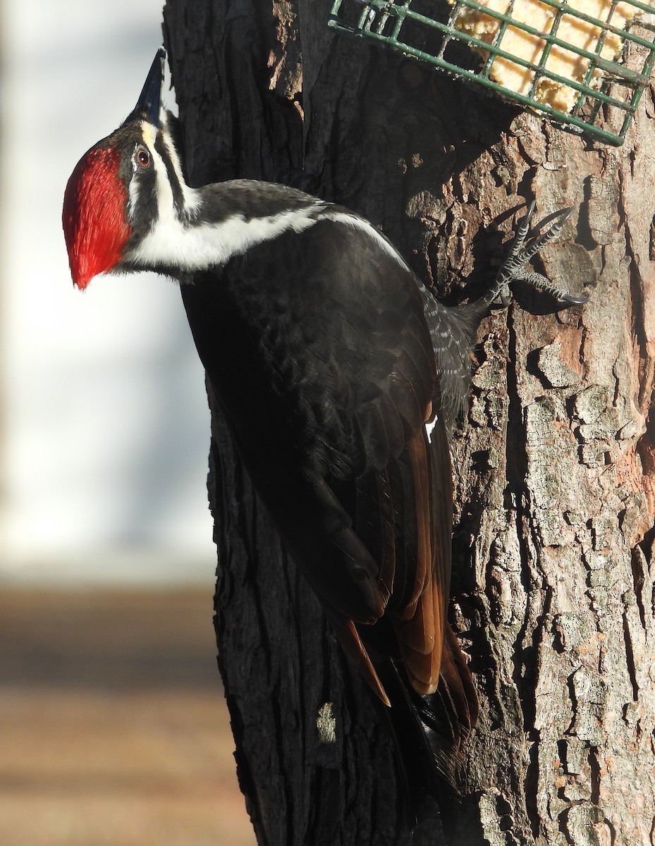 Pileated Woodpecker - ML617588409