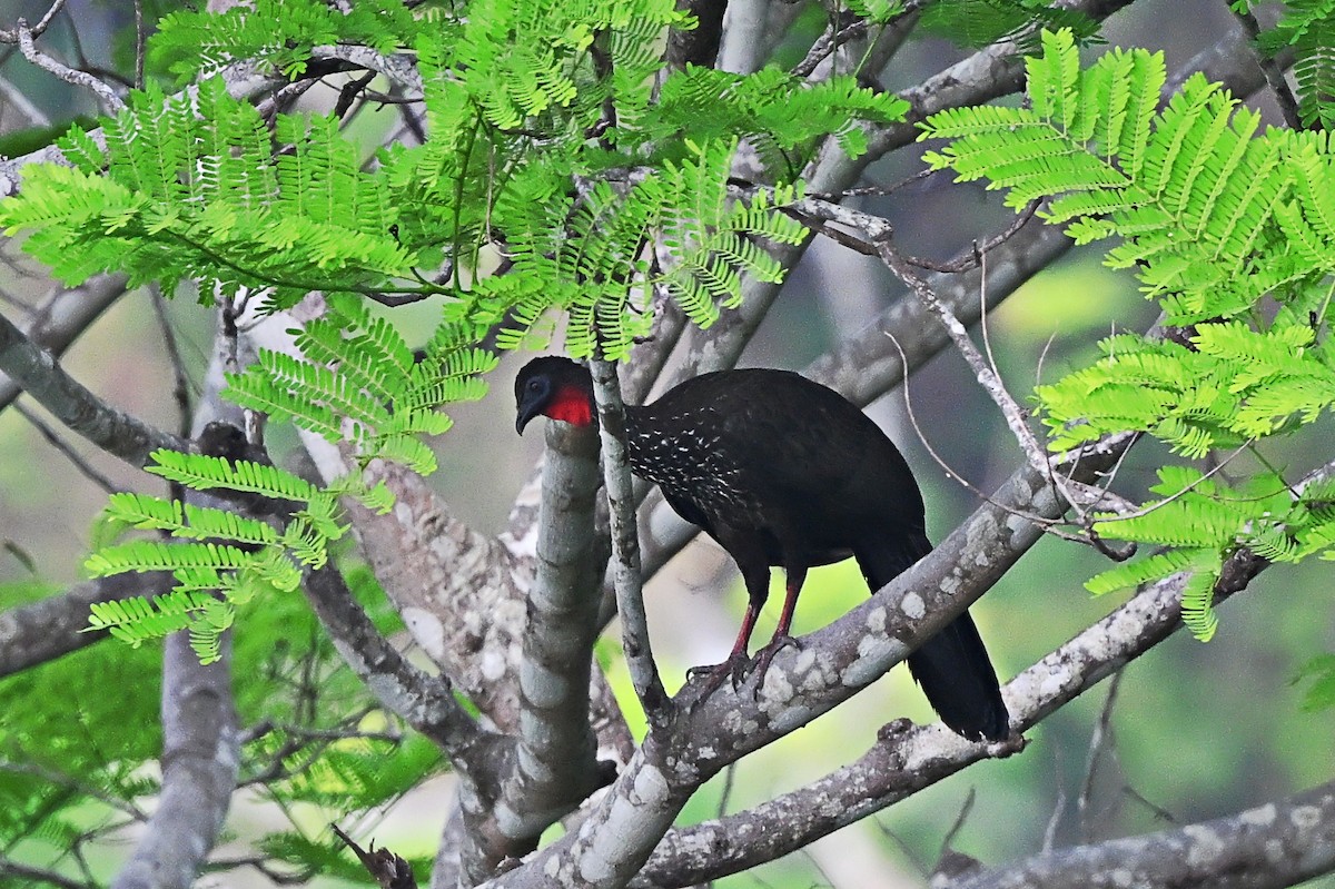 Crested Guan - André Lanouette