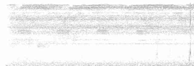 Weißflanken-Ameisenschlüpfer - ML617588450