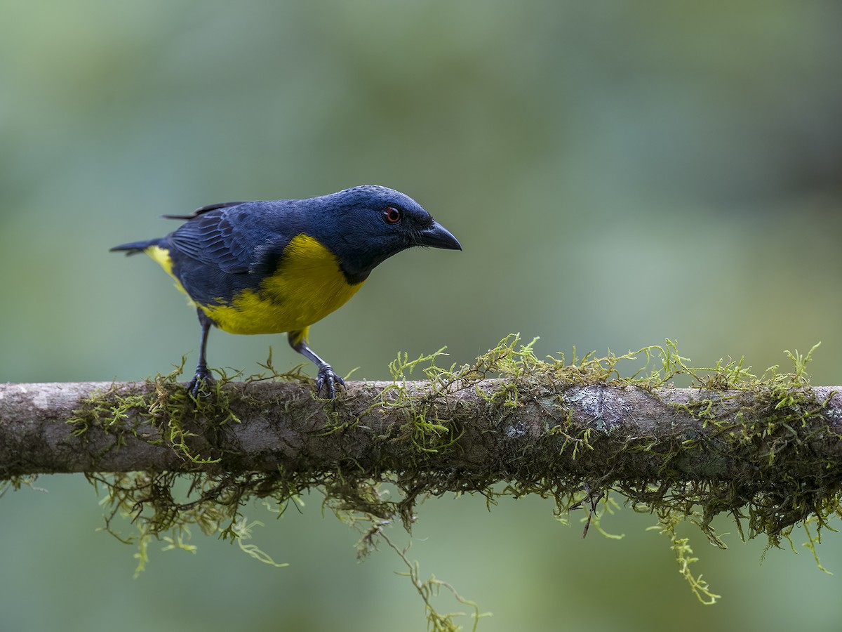 Blue-and-gold Tanager - ML617588480