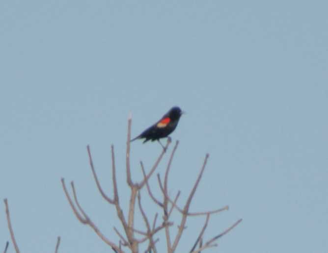 Red-winged Blackbird - Caleb Evert
