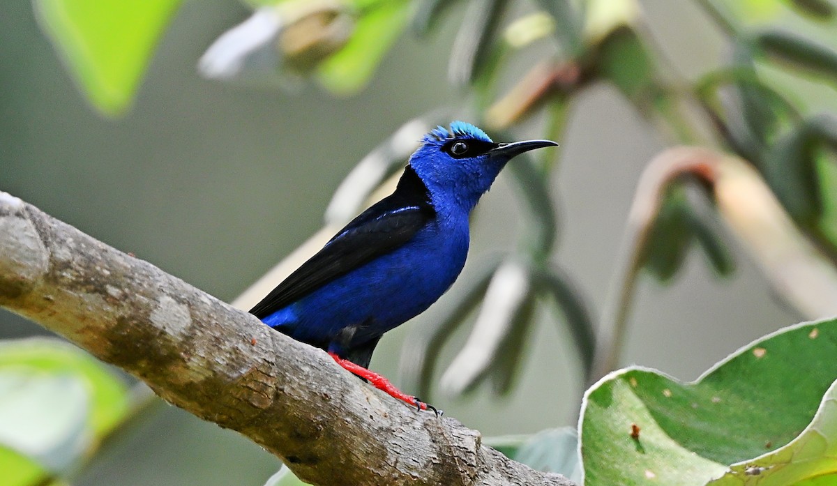 Red-legged Honeycreeper - André Lanouette