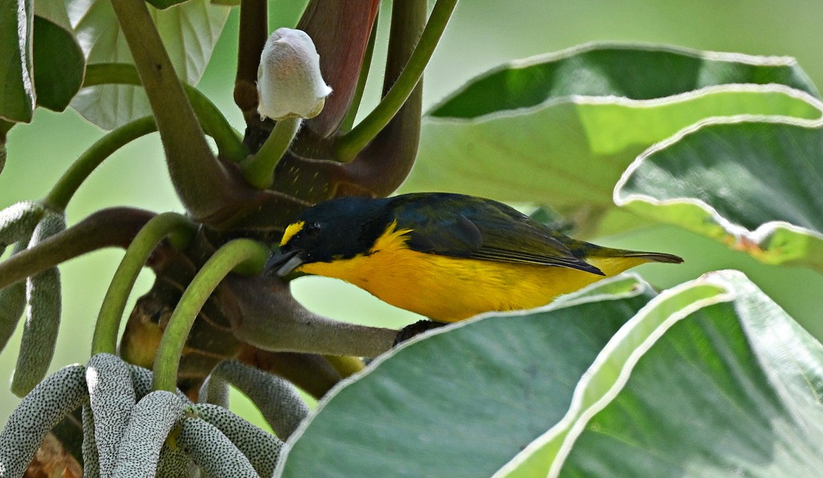 Yellow-throated Euphonia - André Lanouette