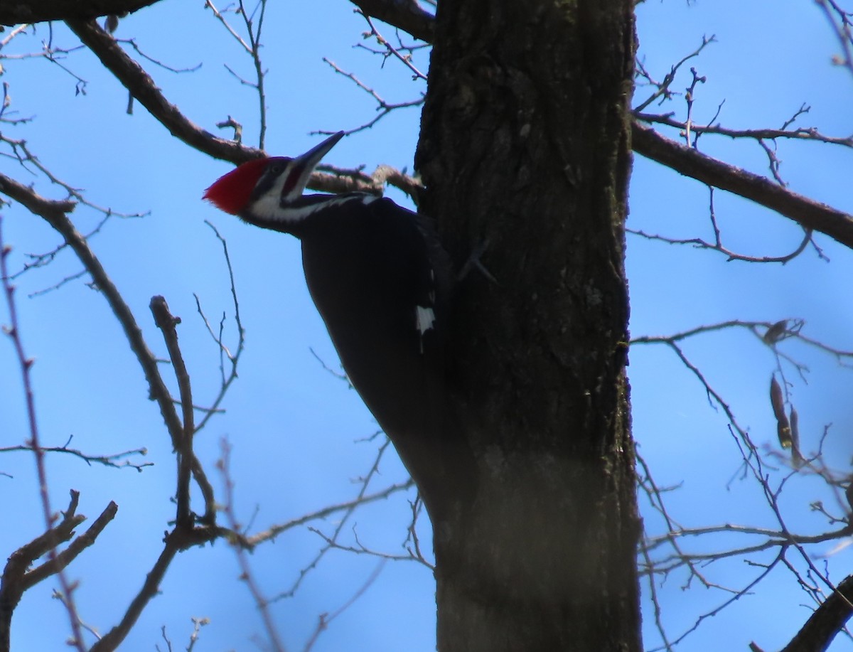 Pileated Woodpecker - ML617588570