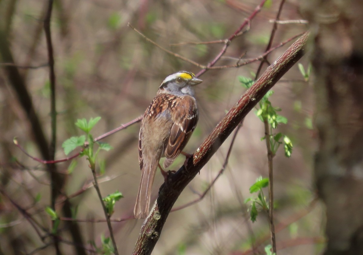 White-throated Sparrow - ML617588581