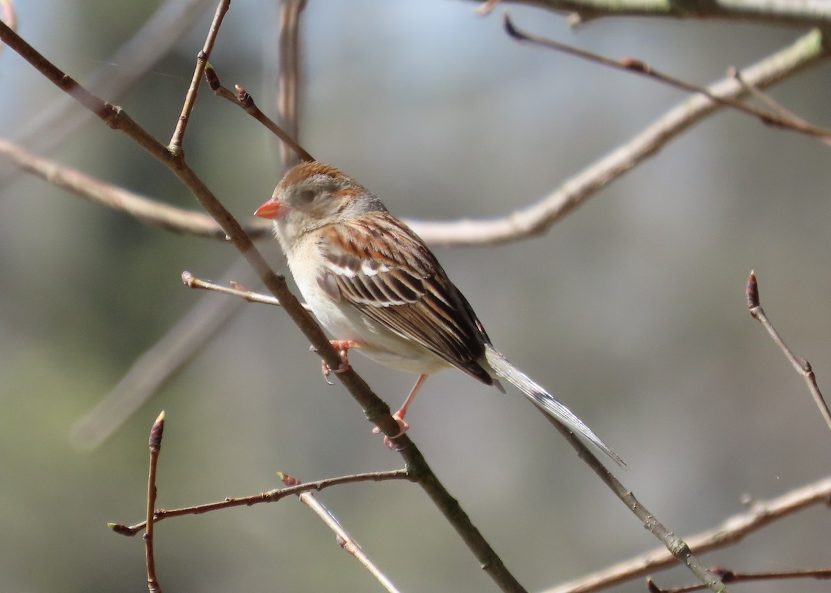 Field Sparrow - ML617588586