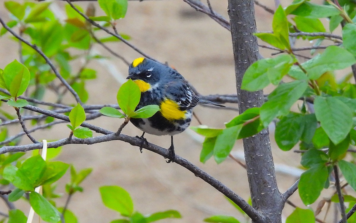 Yellow-rumped Warbler (Myrtle x Audubon's) - ML617588592