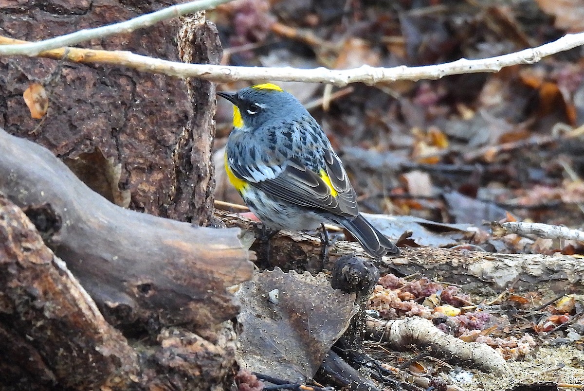 Yellow-rumped Warbler (Myrtle x Audubon's) - ML617588594