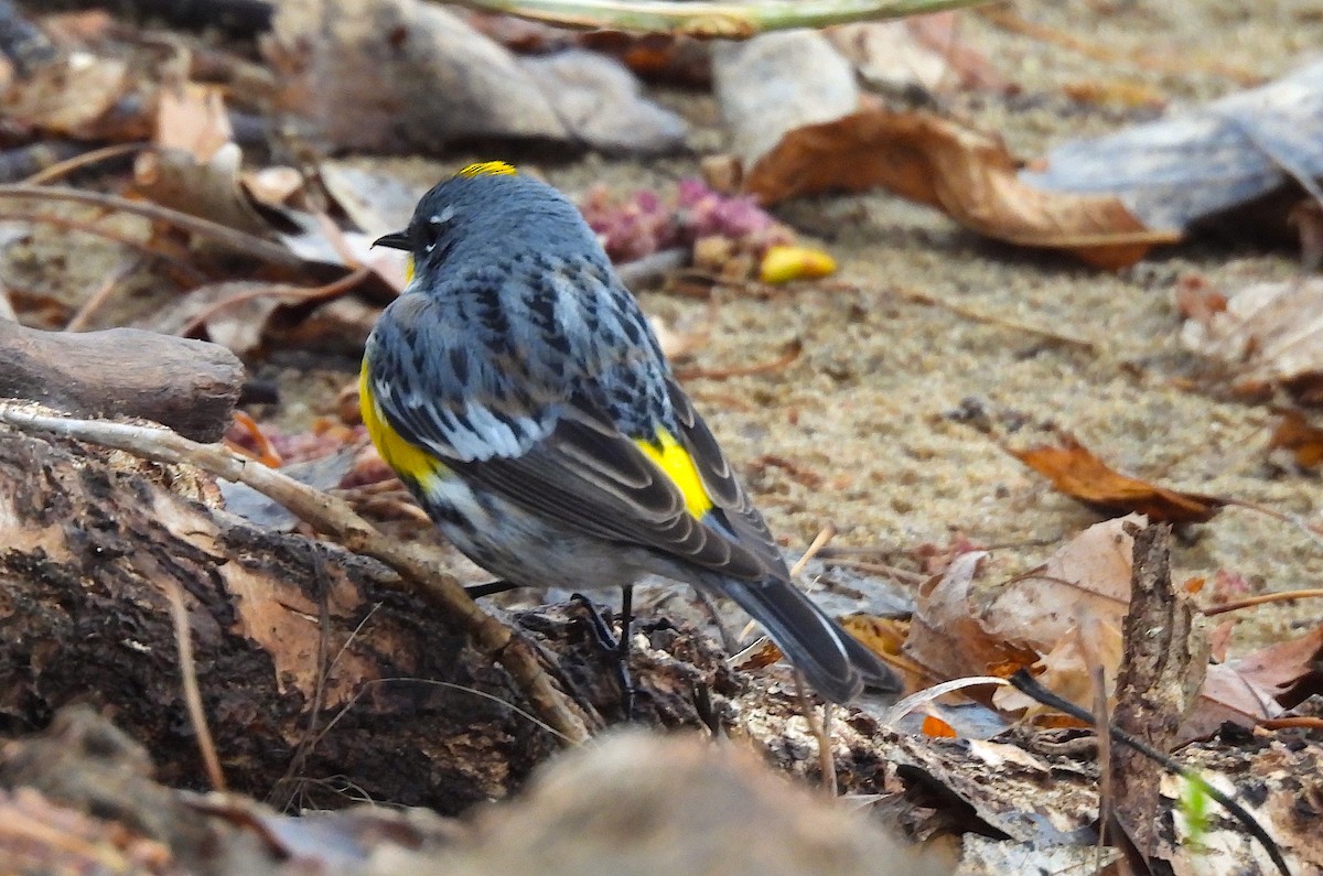 Yellow-rumped Warbler (Myrtle x Audubon's) - ML617588601