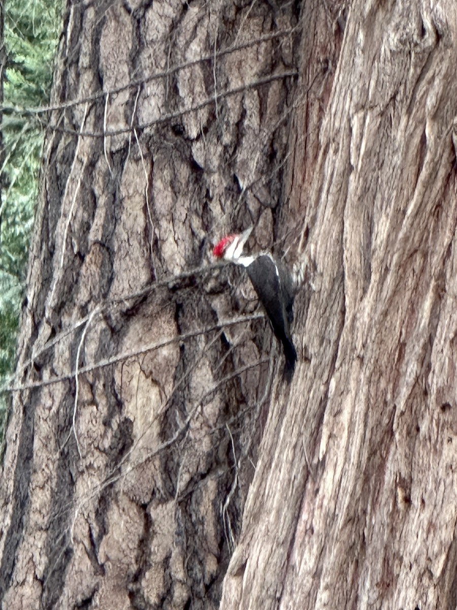 Pileated Woodpecker - ML617588641