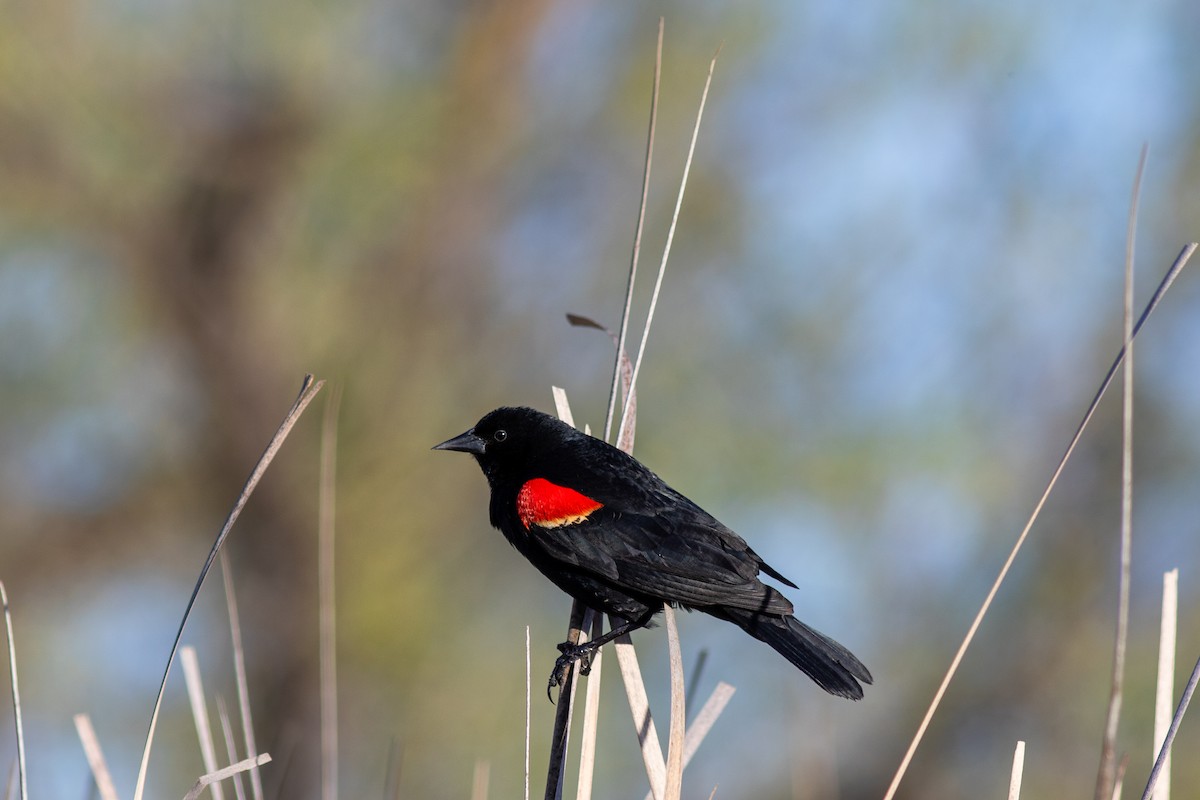 Red-winged Blackbird - ML617588644
