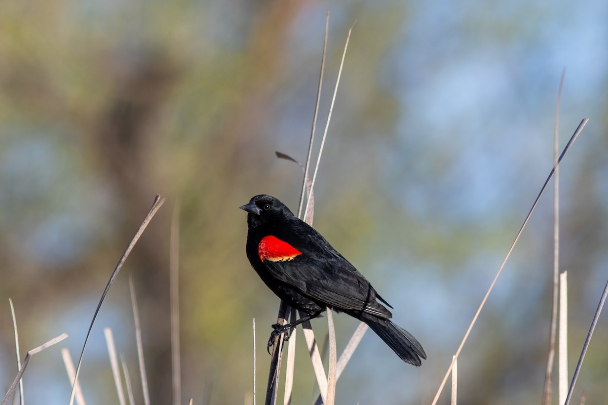 Red-winged Blackbird - Anna Thaenert