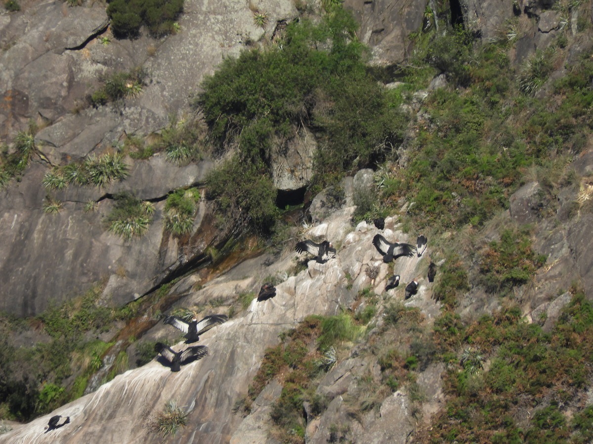 Condor des Andes - ML617588669