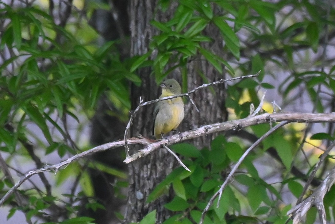 Painted Bunting - ML617588678