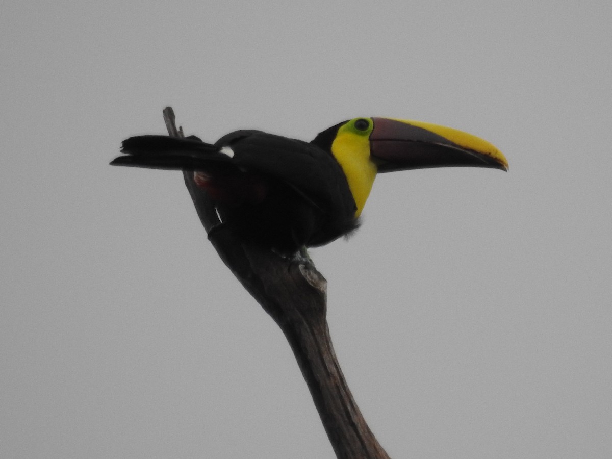 Yellow-throated Toucan - Julio P