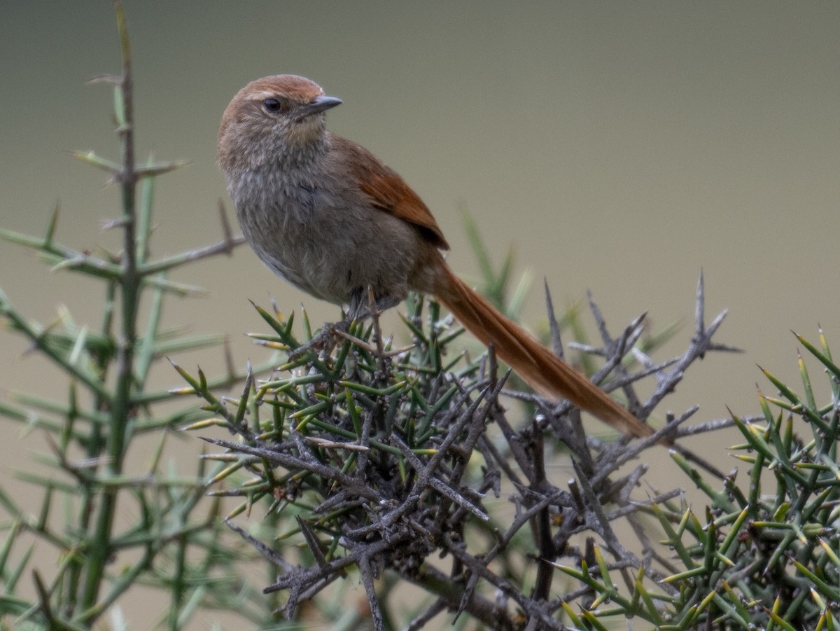 Rusty-fronted Canastero - ML617588725