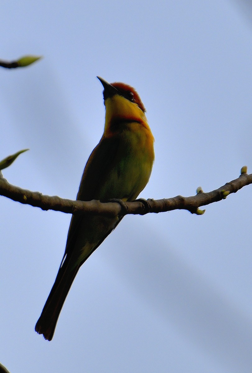 Chestnut-headed Bee-eater - ML617588739