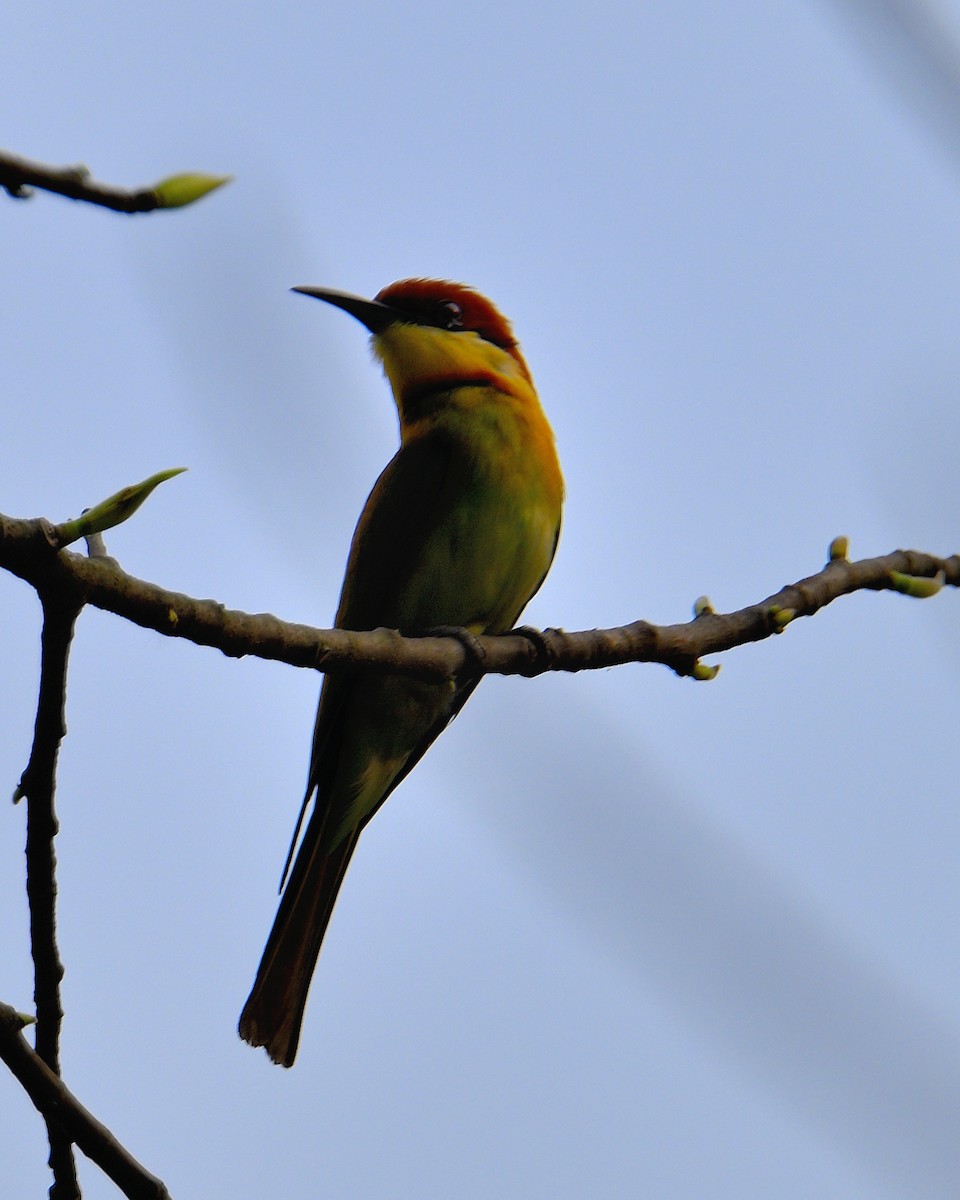 Chestnut-headed Bee-eater - Rajesh Gopalan