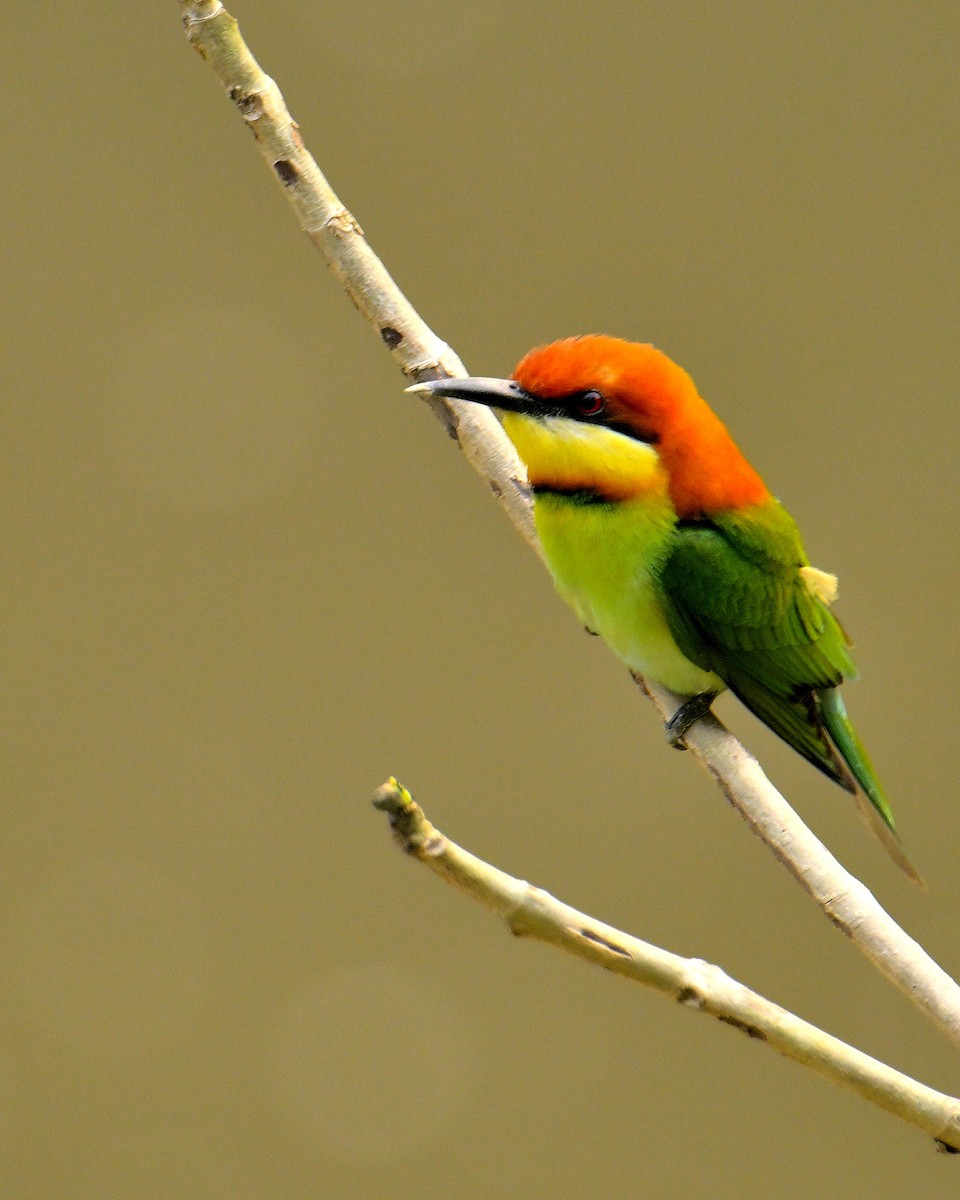 Chestnut-headed Bee-eater - Rajesh Gopalan