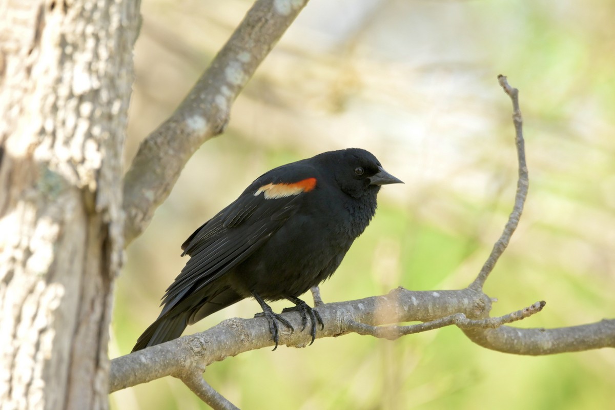 Red-winged Blackbird - Justin Riley