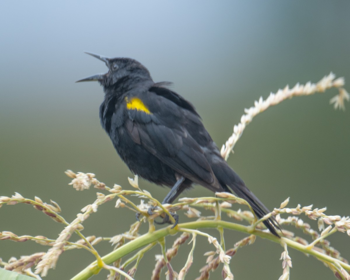 Yellow-winged Blackbird - ML617588777